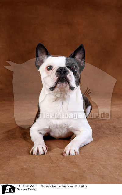 Boston Terrier / Boston Terrier / KL-05526