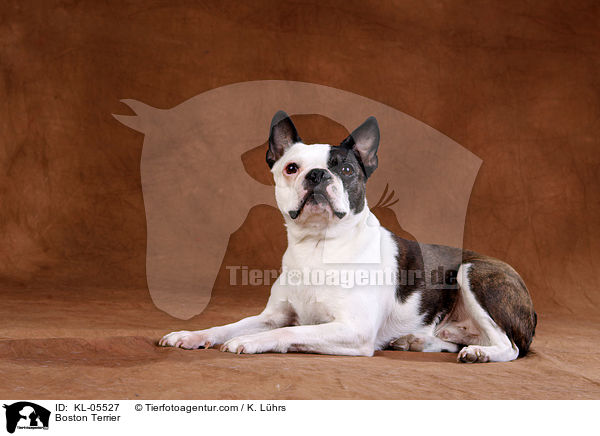 Boston Terrier / Boston Terrier / KL-05527