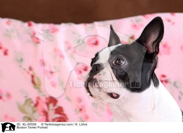 Boston Terrier Portrait / Boston Terrier Portrait / KL-05556