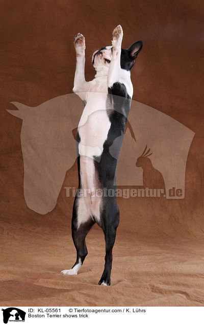 Boston Terrier macht Mnnchen / Boston Terrier shows trick / KL-05561