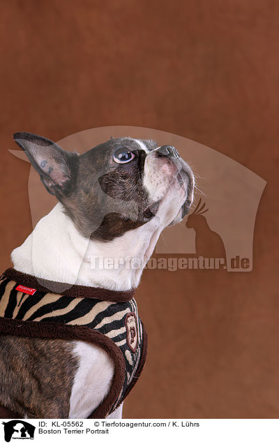 Boston Terrier Portrait / Boston Terrier Portrait / KL-05562