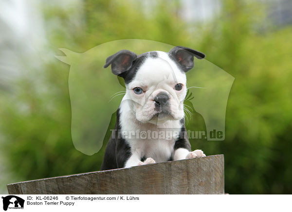 Boston Terrier Welpe / Boston Terrier Puppy / KL-06246