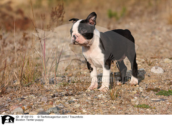 Boston Terrier Welpe / Boston Terrier puppy / IF-08170