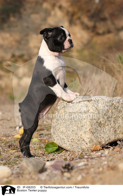 Boston Terrier Welpe / Boston Terrier puppy / IF-08203