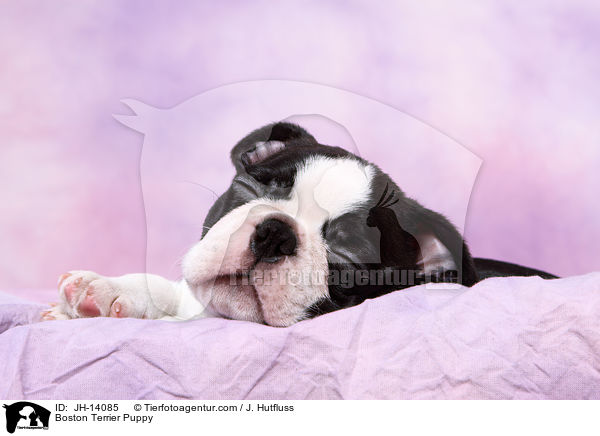 Boston Terrier Welpe / Boston Terrier Puppy / JH-14085