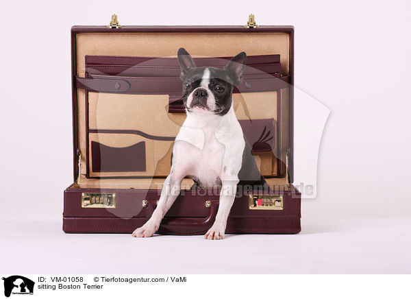 sitzender Boston Terrier / sitting Boston Terrier / VM-01058