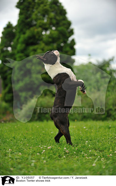 Boston Terrier macht Mnnchen / Boston Terrier shows trick / YJ-05057