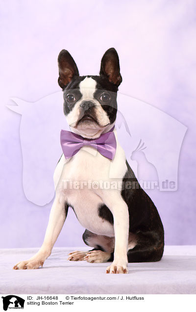 sitzender Boston Terrier / sitting Boston Terrier / JH-16648