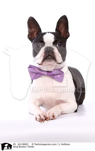 liegender Boston Terrier / lying Boston Terrier / JH-16663