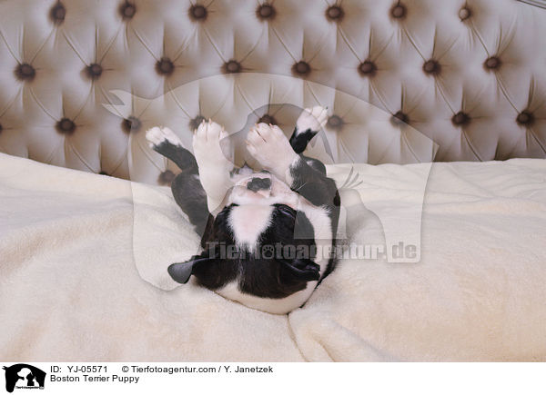 Boston Terrier Welpe / Boston Terrier Puppy / YJ-05571