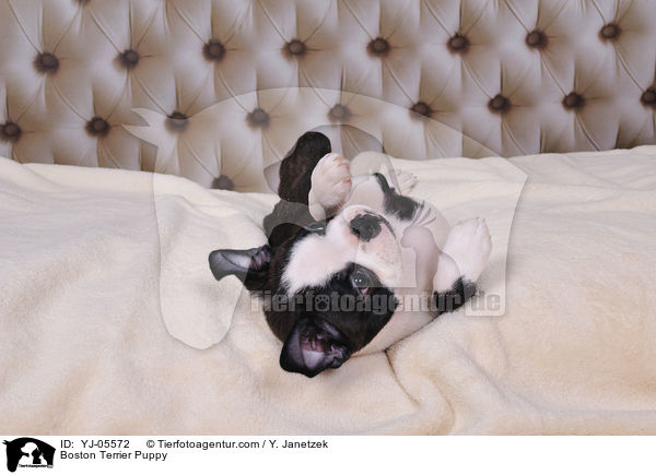 Boston Terrier Welpe / Boston Terrier Puppy / YJ-05572