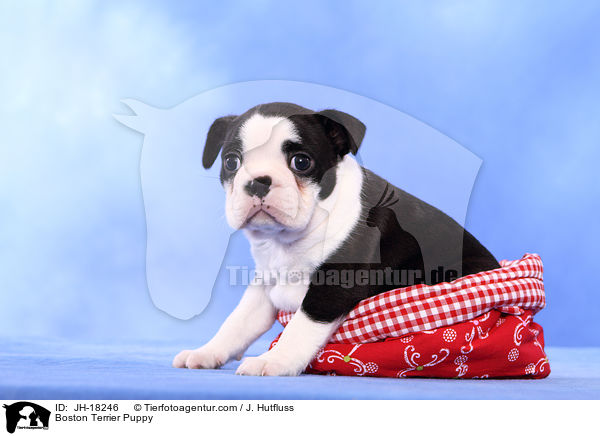 Boston Terrier Welpe / Boston Terrier Puppy / JH-18246