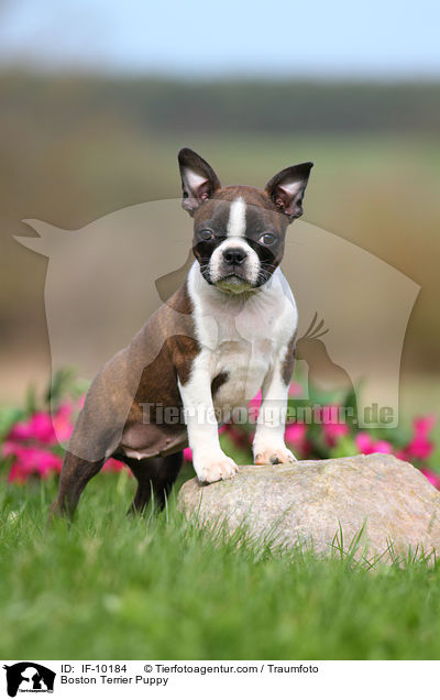 Boston Terrier Welpe / Boston Terrier Puppy / IF-10184