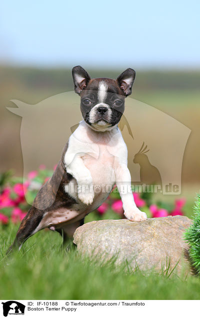 Boston Terrier Welpe / Boston Terrier Puppy / IF-10188