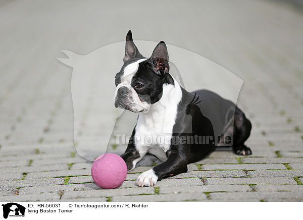 liegender Boston Terrier / lying Boston Terrier / RR-56031