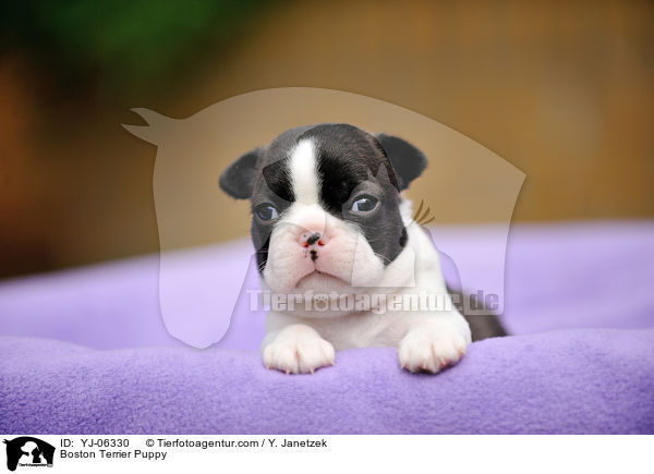 Boston Terrier Welpe / Boston Terrier Puppy / YJ-06330