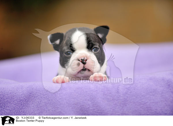 Boston Terrier Welpe / Boston Terrier Puppy / YJ-06333