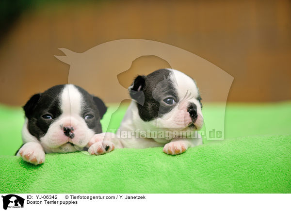 Boston Terrier Welpen / Boston Terrier puppies / YJ-06342
