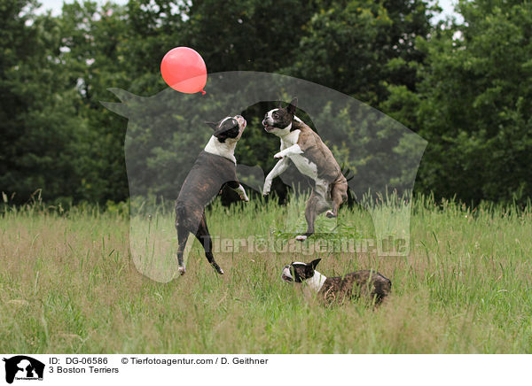 3 Boston Terriers / DG-06586