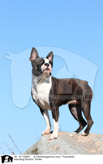 stehender Boston Terrier / standing Boston Terrier / IF-10900