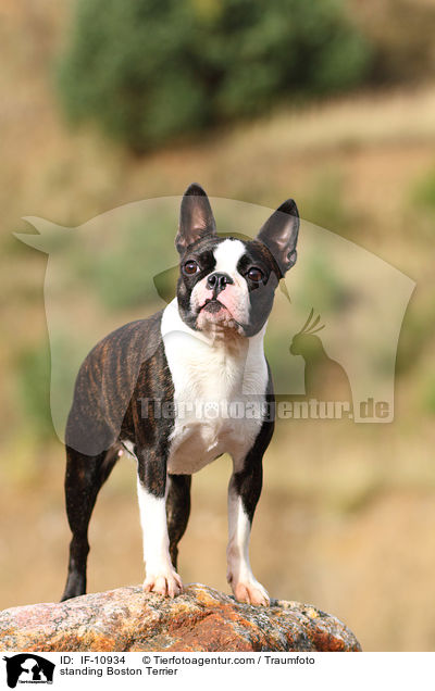 stehender Boston Terrier / standing Boston Terrier / IF-10934