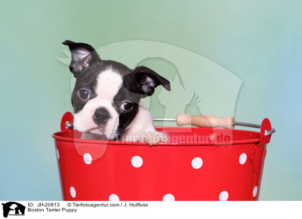 Boston Terrier Welpe / Boston Terrier Puppy / JH-20813