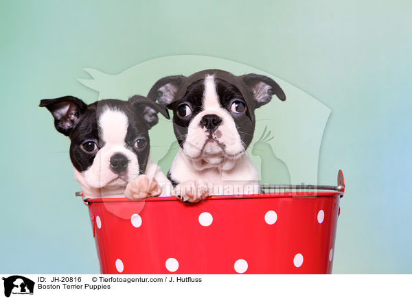 Boston Terrier Welpen / Boston Terrier Puppies / JH-20816