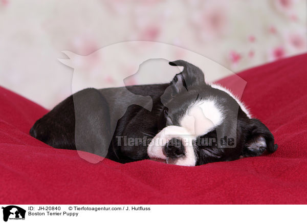 Boston Terrier Welpe / Boston Terrier Puppy / JH-20840