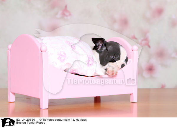 Boston Terrier Welpe / Boston Terrier Puppy / JH-20850