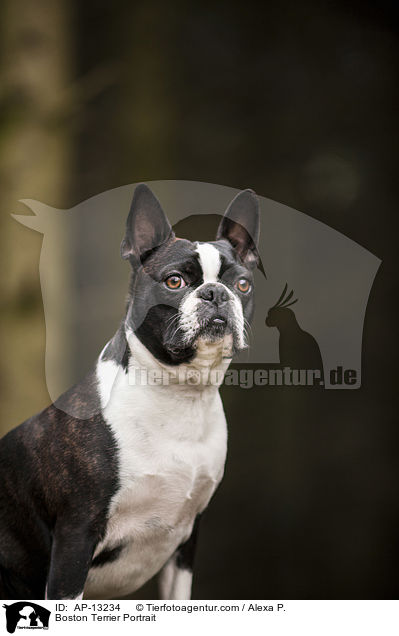 Boston Terrier Portrait / Boston Terrier Portrait / AP-13234