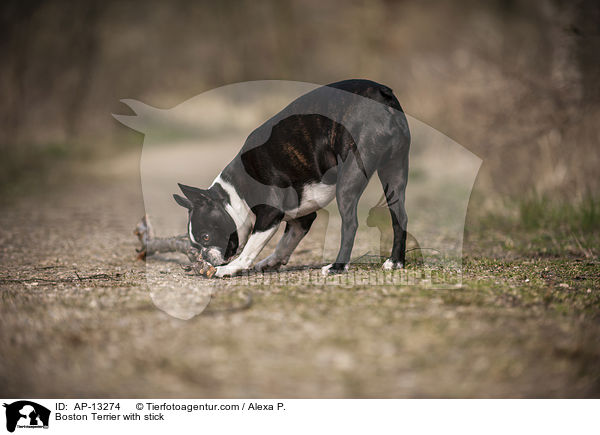 Boston Terrier mit Stock / Boston Terrier with stick / AP-13274