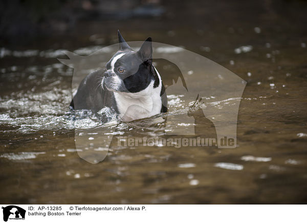 badender Boston Terrier / bathing Boston Terrier / AP-13285