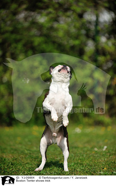 Boston Terrier zeigt Trick / Boston Terrier shows trick / YJ-09864