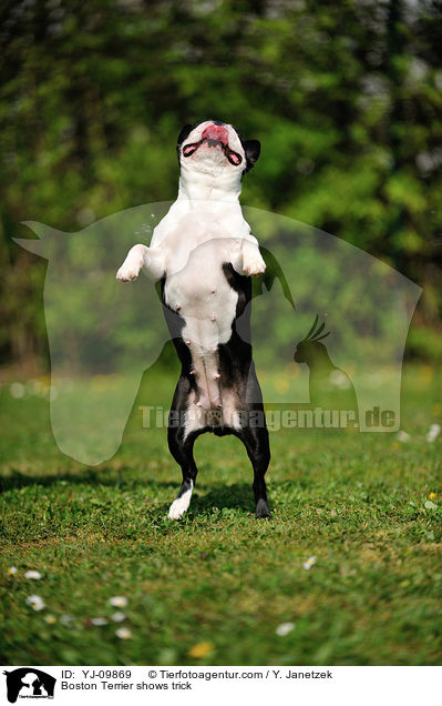 Boston Terrier zeigt Trick / Boston Terrier shows trick / YJ-09869