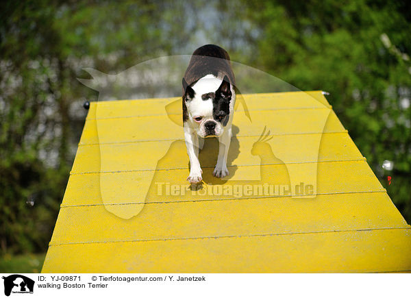 laufender Boston Terrier / walking Boston Terrier / YJ-09871