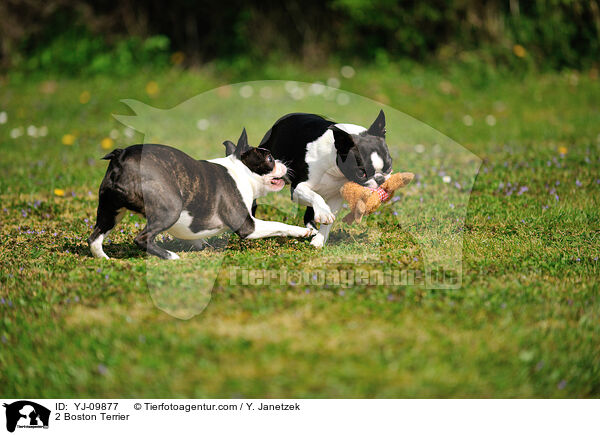 2 Boston Terrier / 2 Boston Terrier / YJ-09877