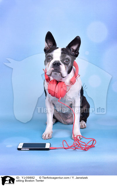 sitzender Boston Terrier / sitting Boston Terrier / YJ-09882