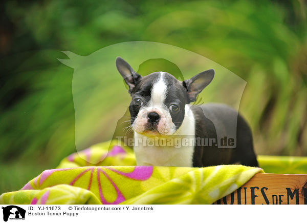 Boston Terrier Welpe / Boston Terrier Puppy / YJ-11673