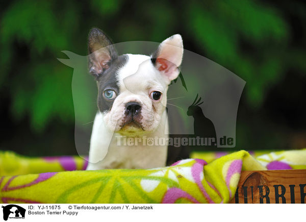 Boston Terrier Welpe / Boston Terrier Puppy / YJ-11675