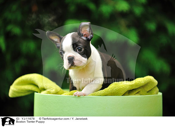 Boston Terrier Welpe / Boston Terrier Puppy / YJ-11678