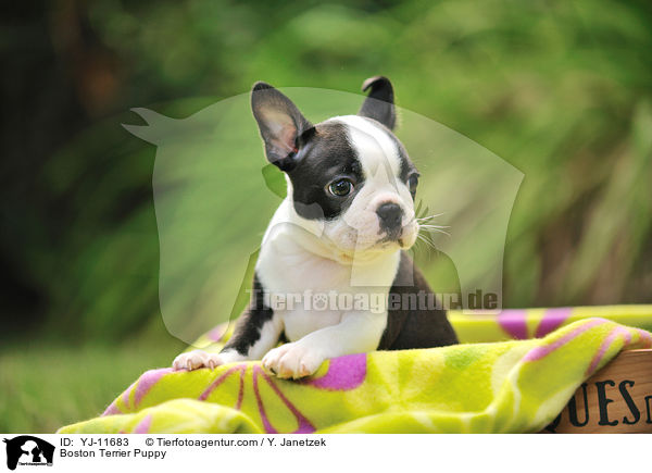 Boston Terrier Welpe / Boston Terrier Puppy / YJ-11683