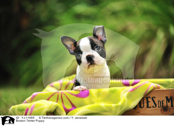 Boston Terrier Welpe / Boston Terrier Puppy / YJ-11685