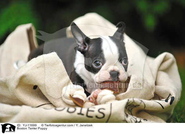 Boston Terrier Welpe / Boston Terrier Puppy / YJ-11699