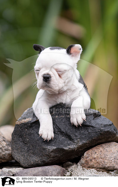 liegender Boston Terrier Welpe / lying Boston Terrier Puppy / MW-09513