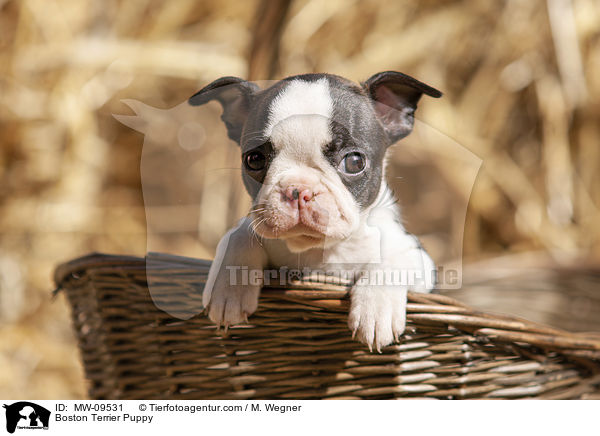 Boston Terrier Welpe / Boston Terrier Puppy / MW-09531