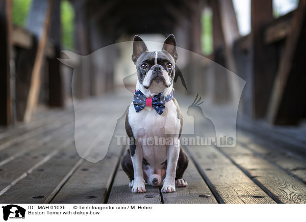 Boston Terrier with dickey-bow / MAH-01036