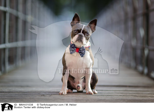 Boston Terrier with dickey-bow / MAH-01038
