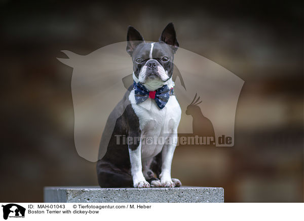 Boston Terrier with dickey-bow / MAH-01043