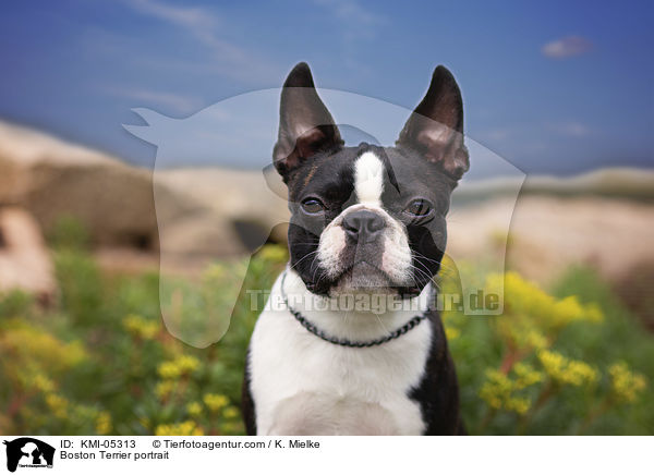 Boston Terrier Portrait / Boston Terrier portrait / KMI-05313