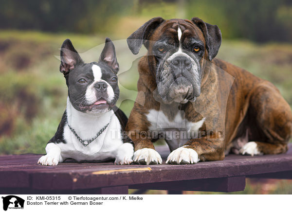 Boston Terrier mit Deutscher Boxer / Boston Terrier with German Boxer / KMI-05315